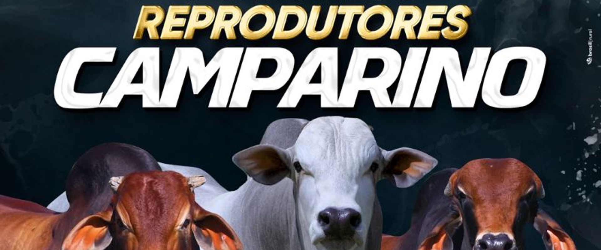 5º Leilão Virtual - Reprodutores Camparino