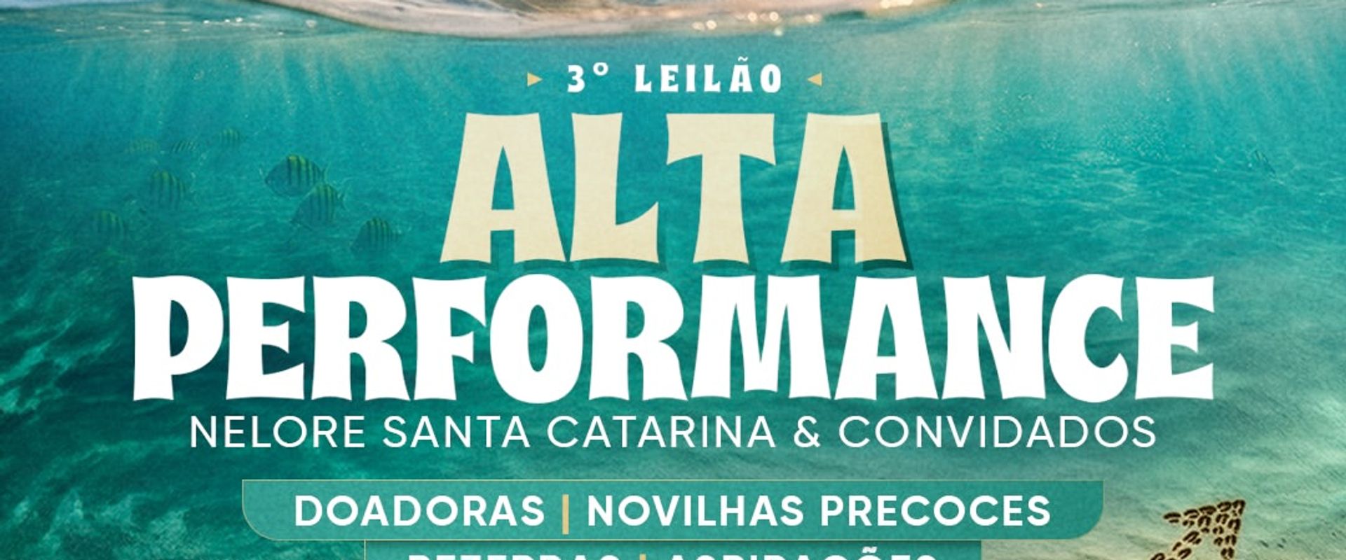 3° Leilão Alta Performance- Nelore Santa Catarina & Convidados