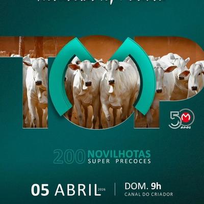 Leilão Virtual Novilhotas Top Matinha - Foto 1