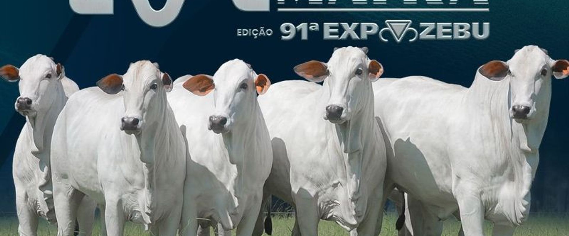 Leilão Mafra - Edição 91º Expozebu