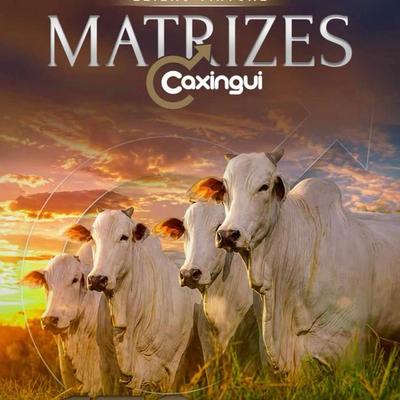 Leilão Virtual Matrizes Caxingui - Foto 1
