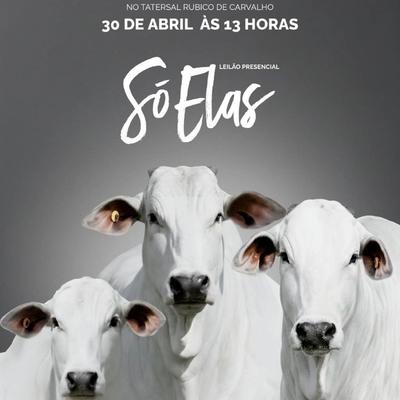 Leilão Só Elas Tulipa - Expozebu 2026 - Foto 1