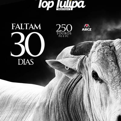 Leilão Top Tulipa Edição Origens - Foto 1