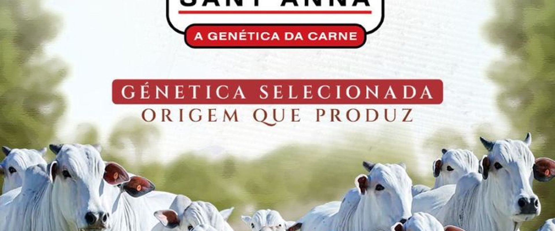10º Leilão Matrizes Sant'Anna