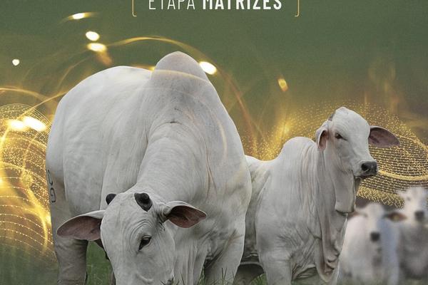 Mega Genética Naviraí - 1ª Etapa Matrizes