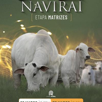 Mega Genética Naviraí - 1ª Etapa Matrizes - Foto 1