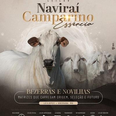 Leilão Naviraí Camparino Essência | Bezerras e Novilhas - ExpoGenética 2026   - Foto 1