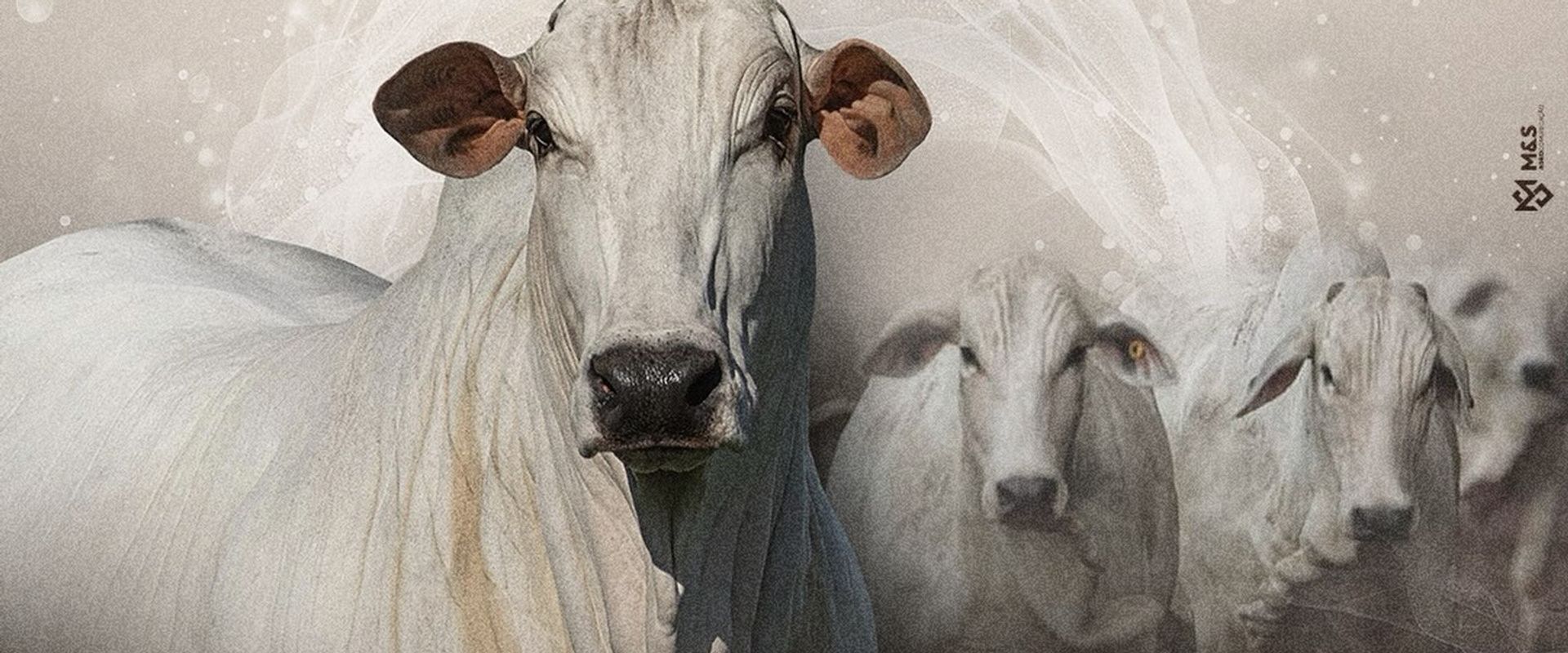 Leilão Naviraí Camparino Essência | Bezerras e Novilhas - ExpoGenética 2026  