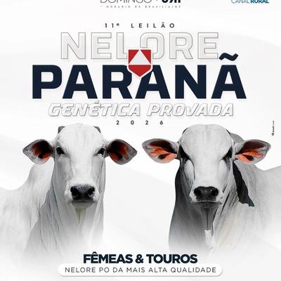 11º Leilão Virtual Nelore Paranã - Fêmeas e Touros - Foto 1