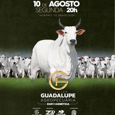 1º Leilão Guadalupe Agropecuária - ExpoGenética 2026 - Foto 1