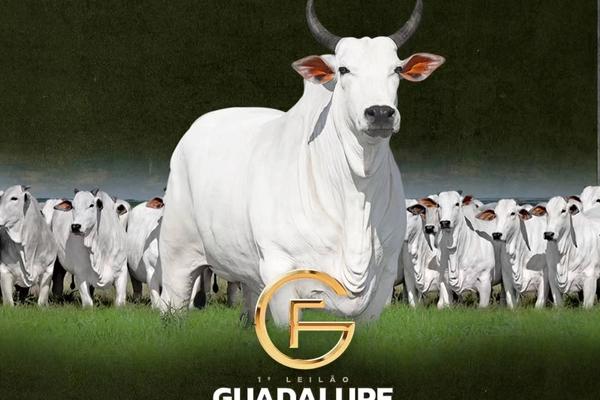 1º Leilão Guadalupe Agropecuária - ExpoGenética 2026