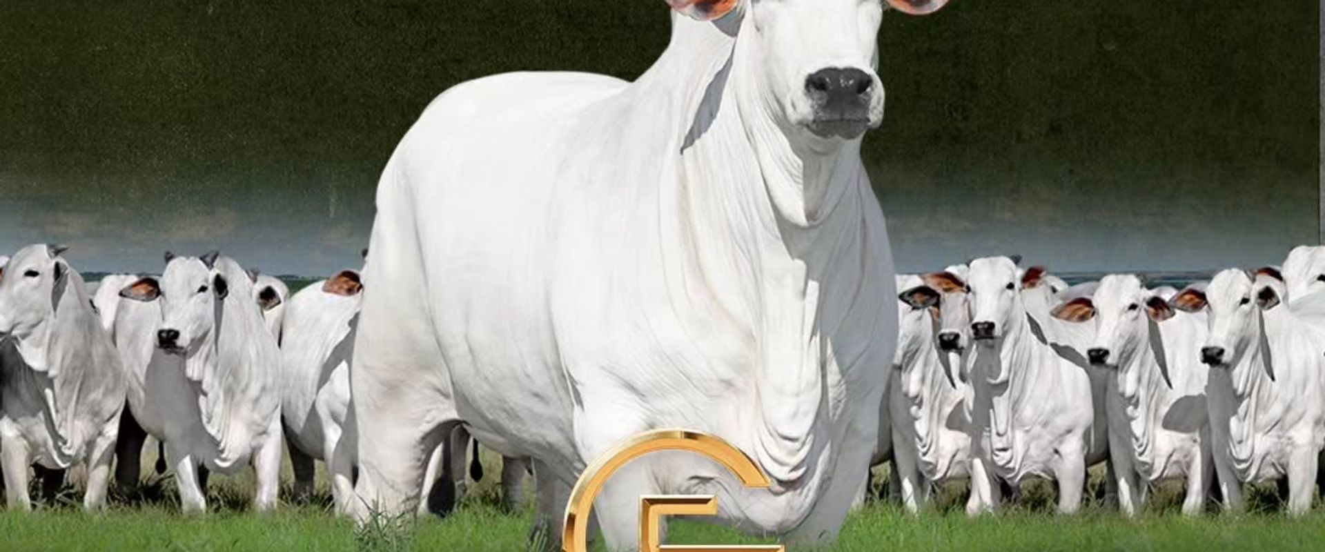 1º Leilão Guadalupe Agropecuária - ExpoGenética 2026