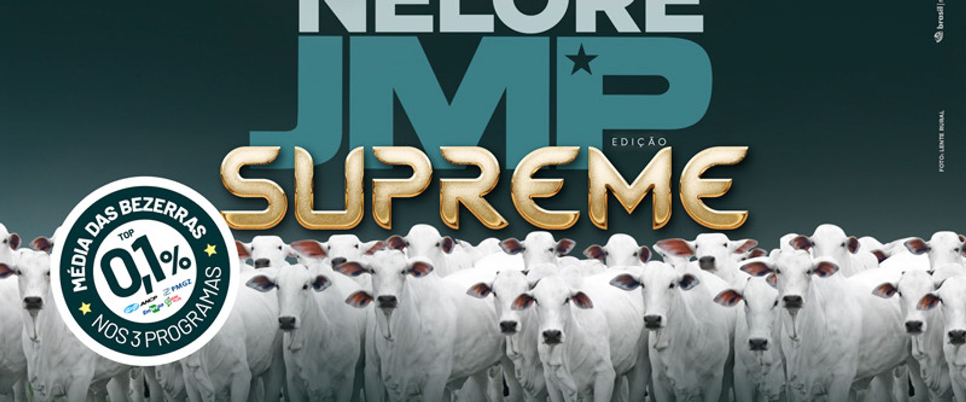 Leilão Virtual Bezerras Nelore JMP - Edição Supreme
