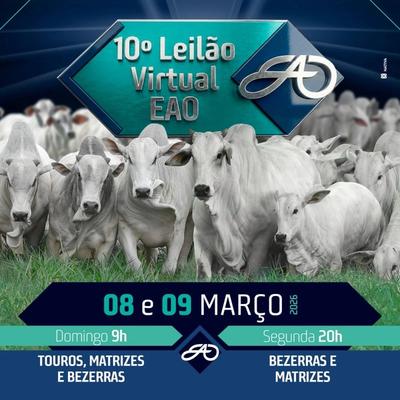 10º Leilão Virtual EAO - Bezerras e Matrizes - Foto 1