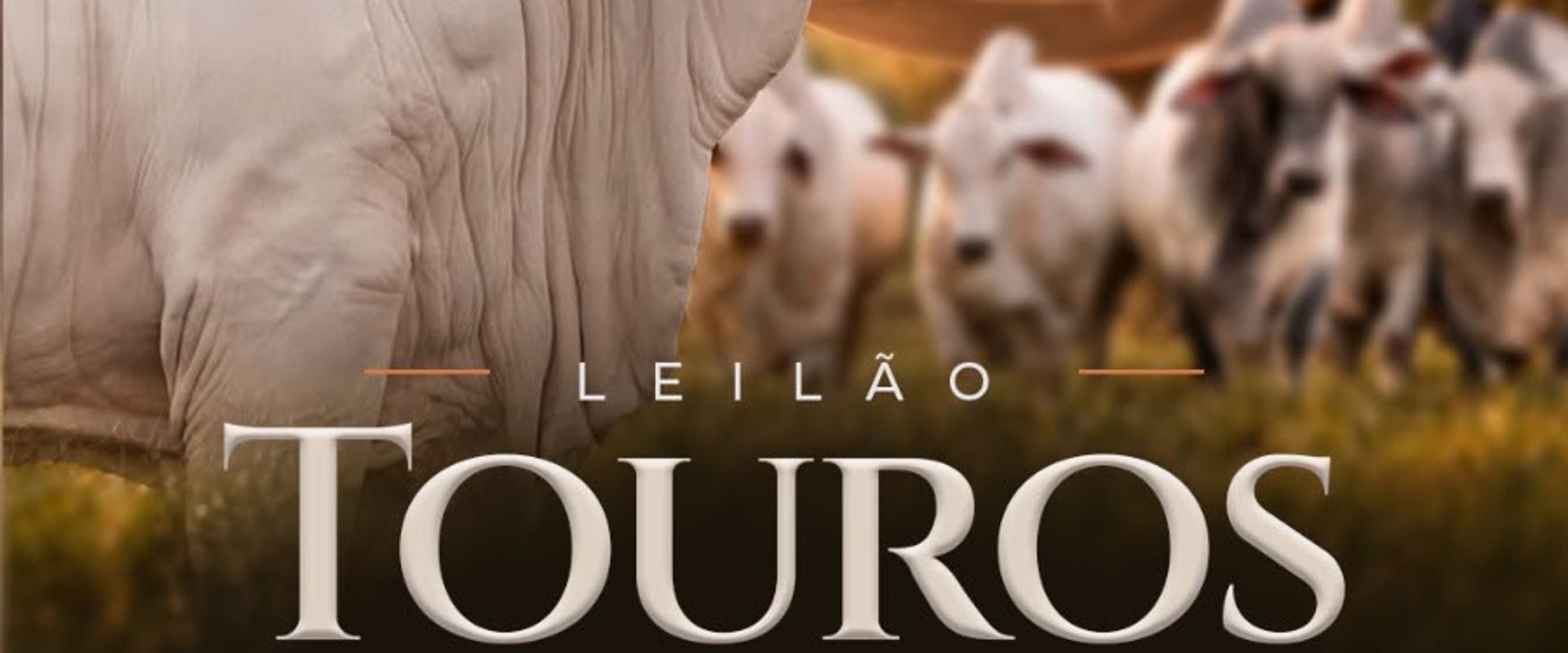 Leilão Touros que Geram Lucro - Katispera