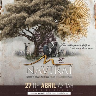 37° Leilão Naviraí - Expozebu 2026 - Foto 1
