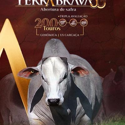 Leilão Virtual Touros Provados Terra Brava 50 anos - Foto 1