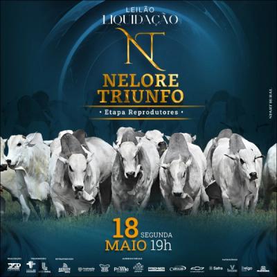 Leilão Liquidação Nelore Triunfo - Etapa Reprodutores  - Foto 1