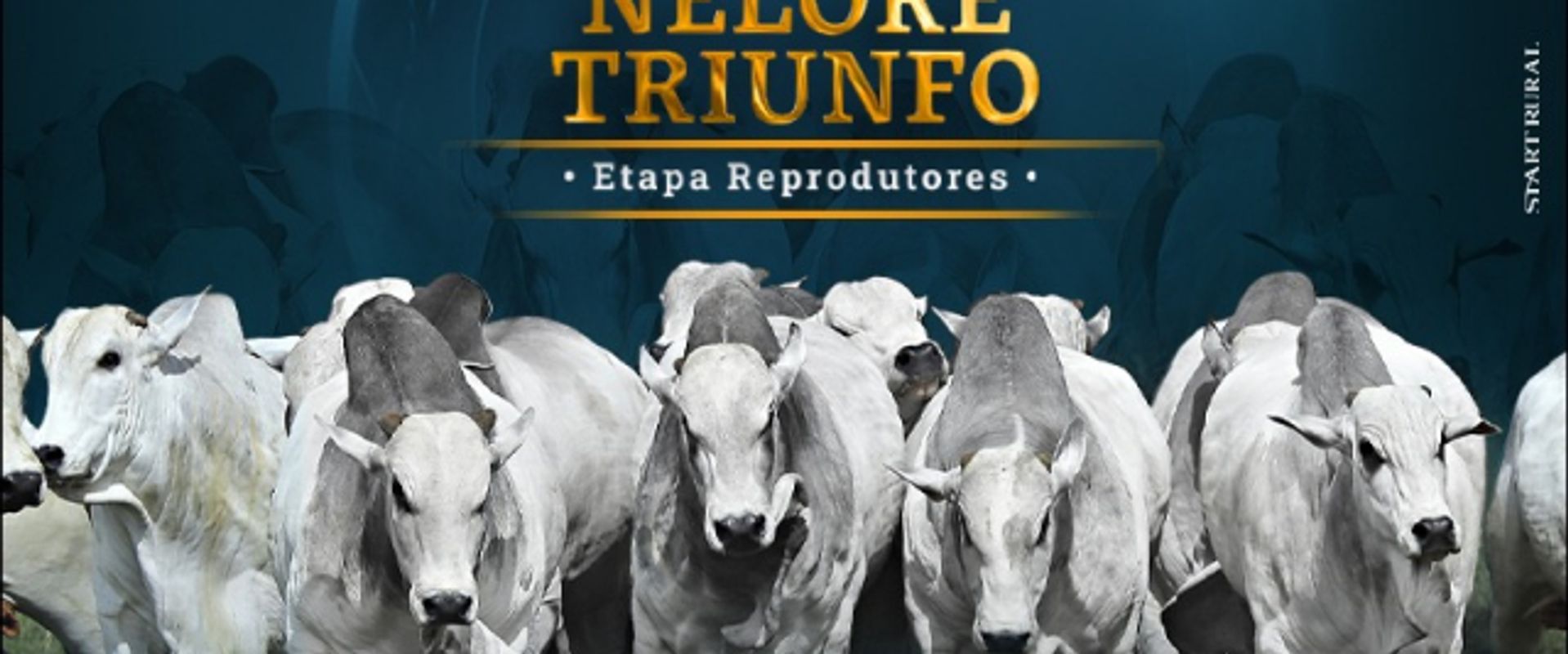 Leilão Liquidação Nelore Triunfo - Etapa Reprodutores 