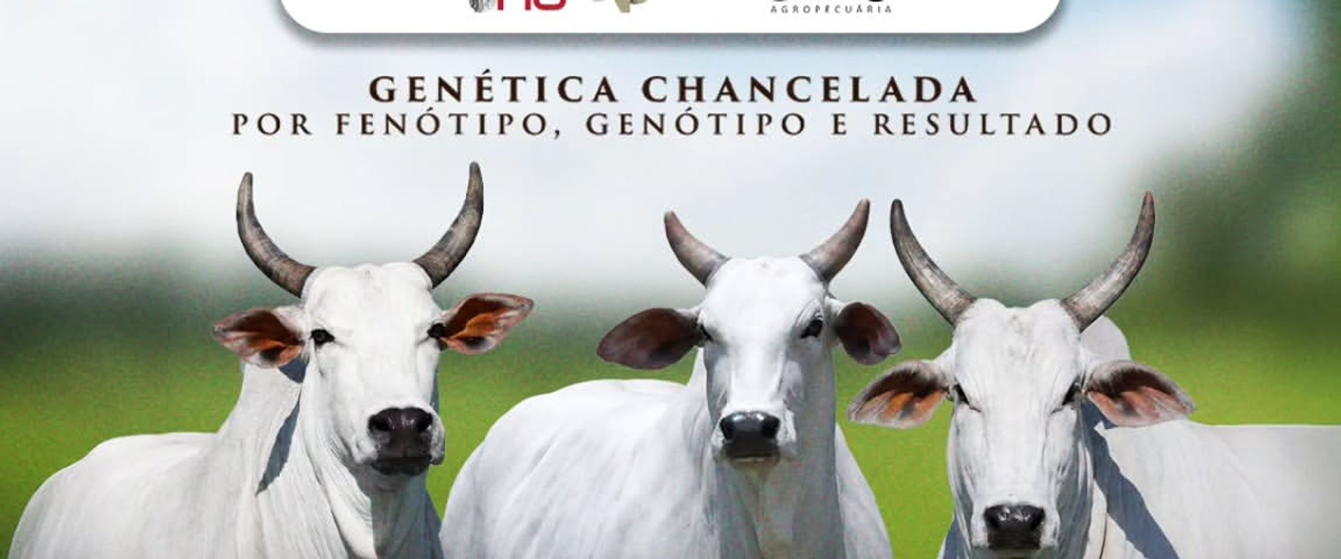 Leilão Elo de Prova - ExpoGenética