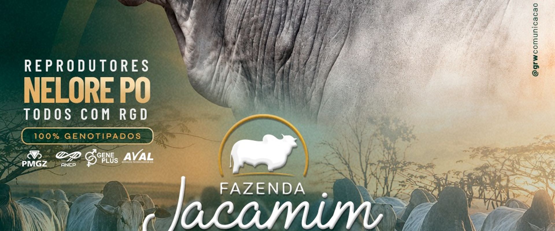 10º Leilão Especial Touros Fazenda Jacamim