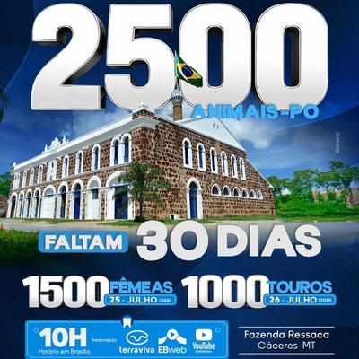 Leilão Virtual Fazenda Ressaca 2500 Animais PO - Etapa Fêmeas - Foto 1