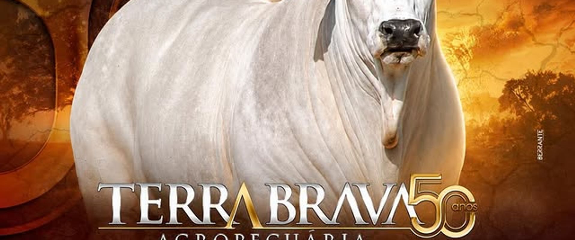 Leilão Touros Provados 2ª Etapa - Terra Brava Agropecuária