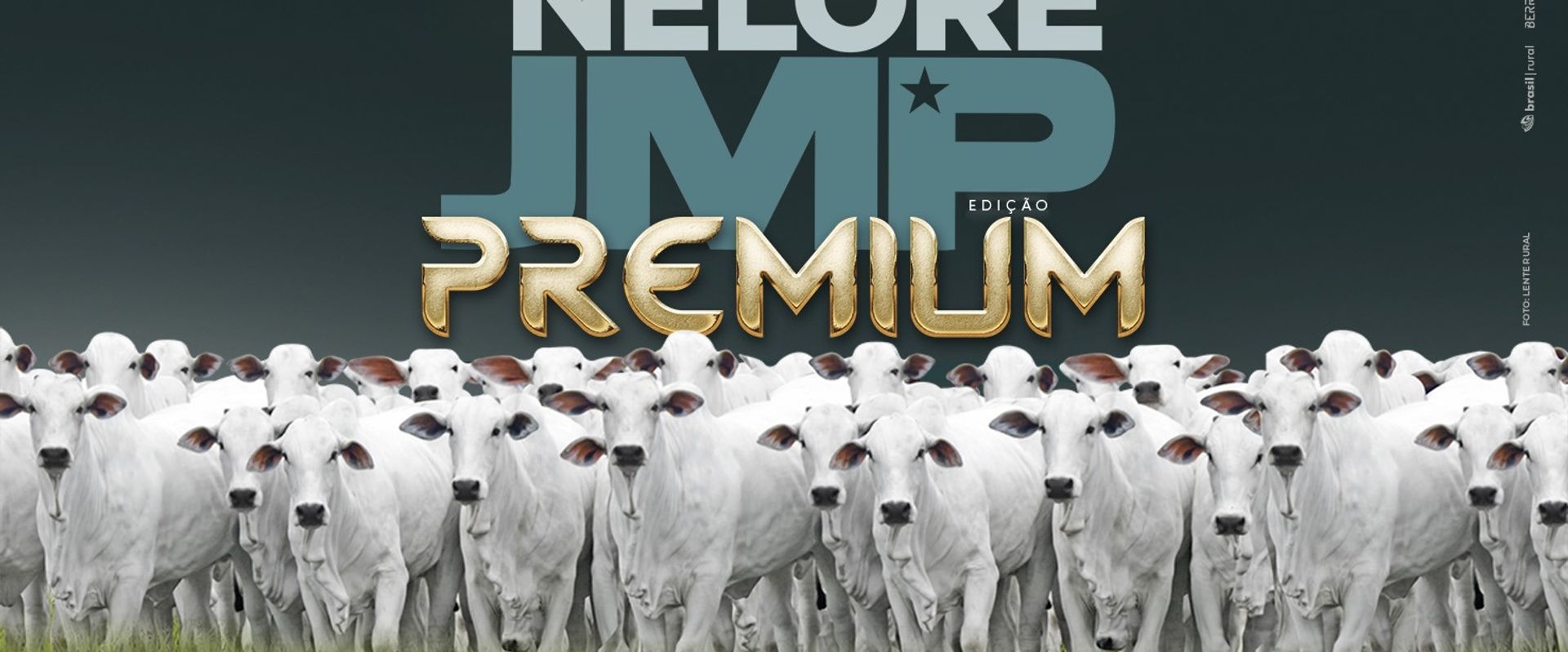 Leilão Bezerras Nelore JMP Edição Premium
