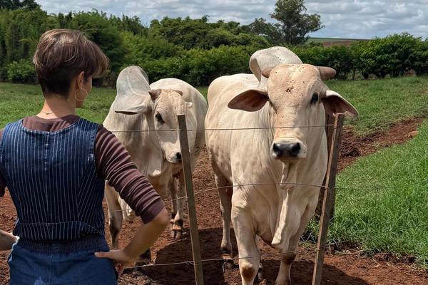 Pecuária Brasileira: Liderança Global Impulsionada por Inovação e Sustentabilidade