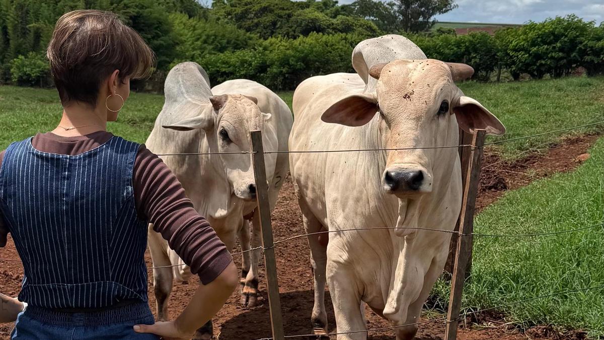 Pecuária Brasileira: Liderança Global Impulsionada por Inovação e Sustentabilidade