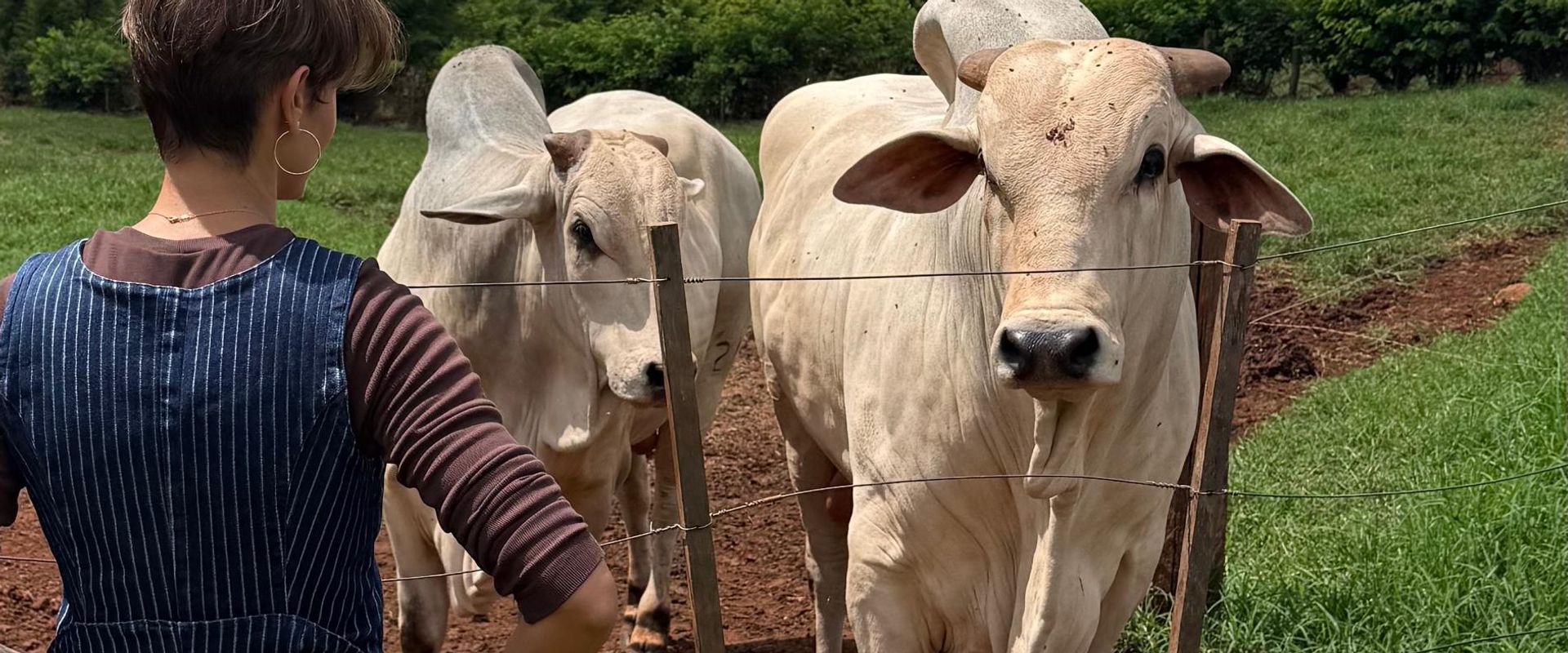 Pecuária Brasileira: Liderança Global Impulsionada por Inovação e Sustentabilidade