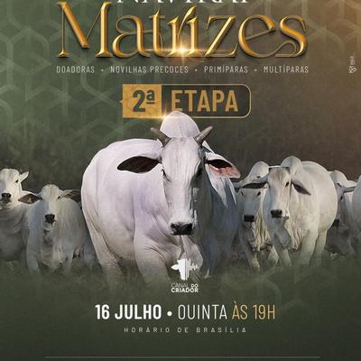 Leilão Virtual Naviraí Matrizes - 2ª Etapa - Foto 1