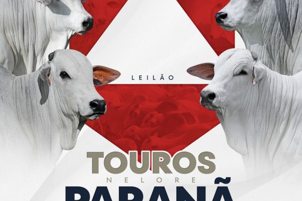Leilão Touros Nelore Paranã