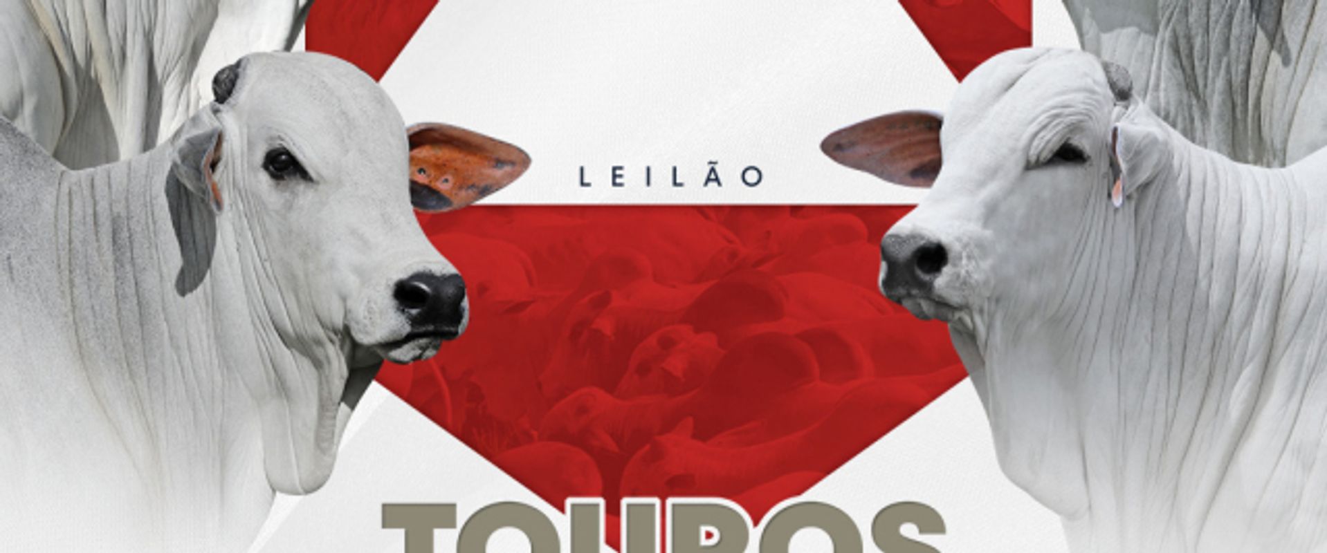 Leilão Touros Nelore Paranã