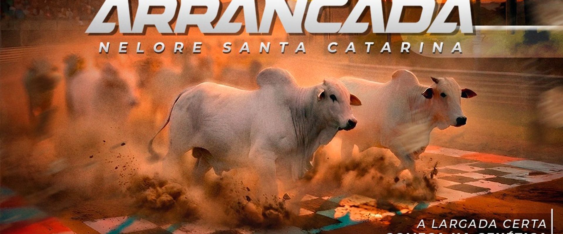 Leilão Arrancada - Nelore Santa Catarina