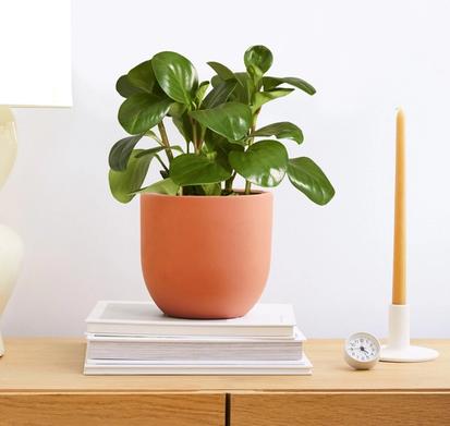 All About Peperomia Plants and How to Care for Them from Plants 101