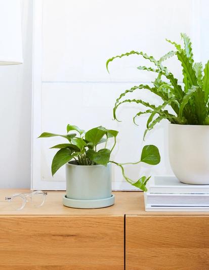 The Best Trailing Plant for Your Bookcase from Ask The Sill