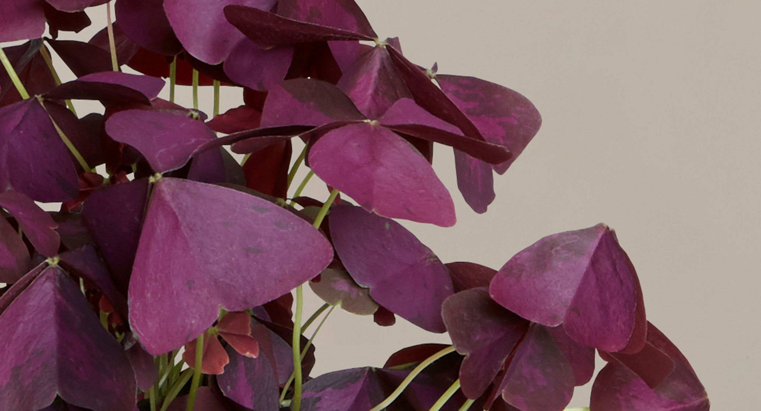 how to care for oxalis | plant care articles & how-tos | the sill