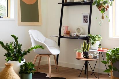 The 5 Best Plants for Your Home Office from Design Tips