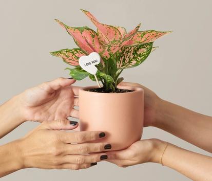 How to Give a Plant as a Gift Like a Pro from Ask The Sill