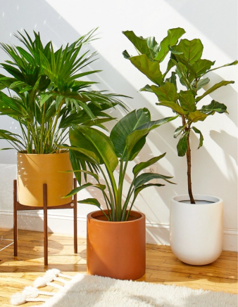 The Sill | Official Site | Houseplant Delivery & Plant Care