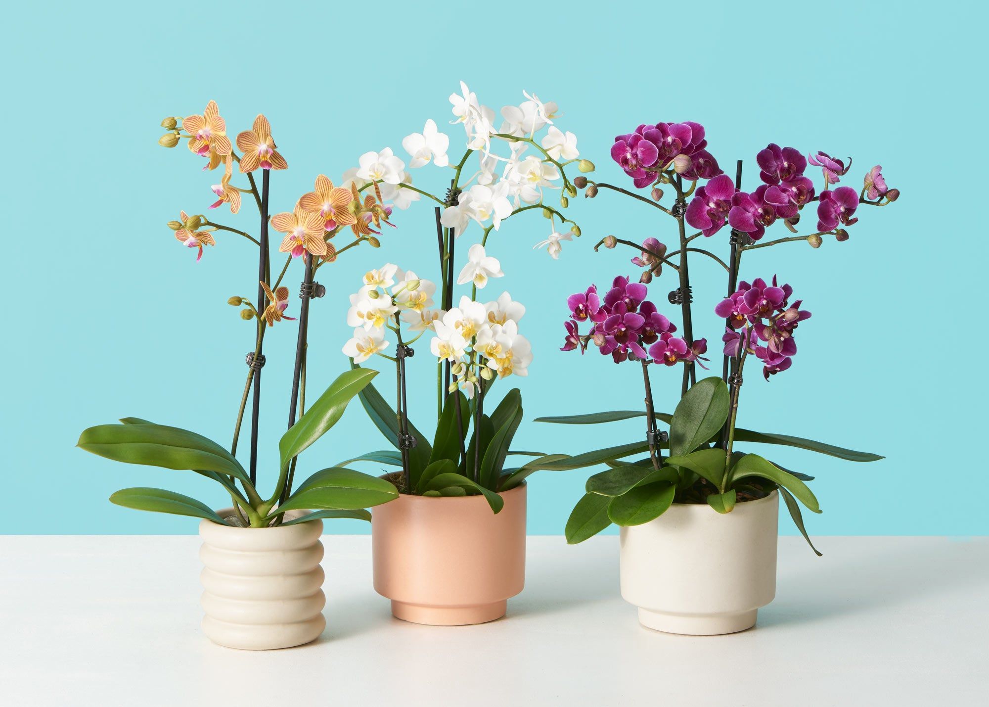 orchid care repotting
