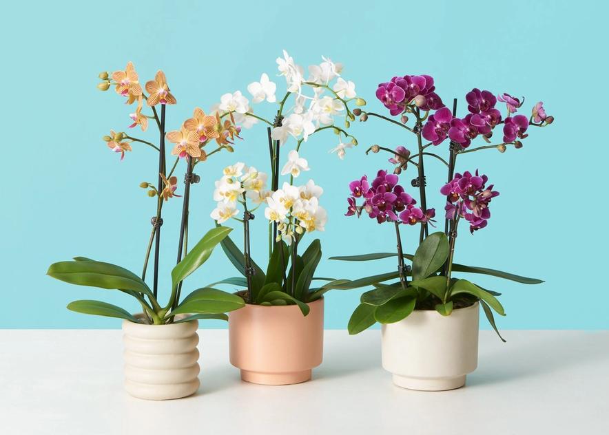 Choosing the Right Orchid Growing Material