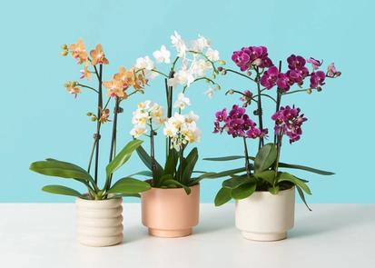 Phalaenopsis Orchid Plant Care from Plants 101
