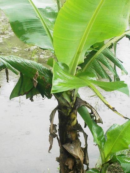 How to Care for a Banana Plant from Plants 101