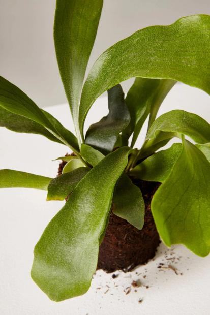 How to Care for a Staghorn Fern from Plants 101