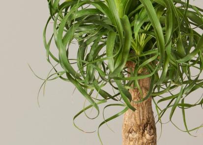 How to Care for a Ponytail Palm from Plants 101