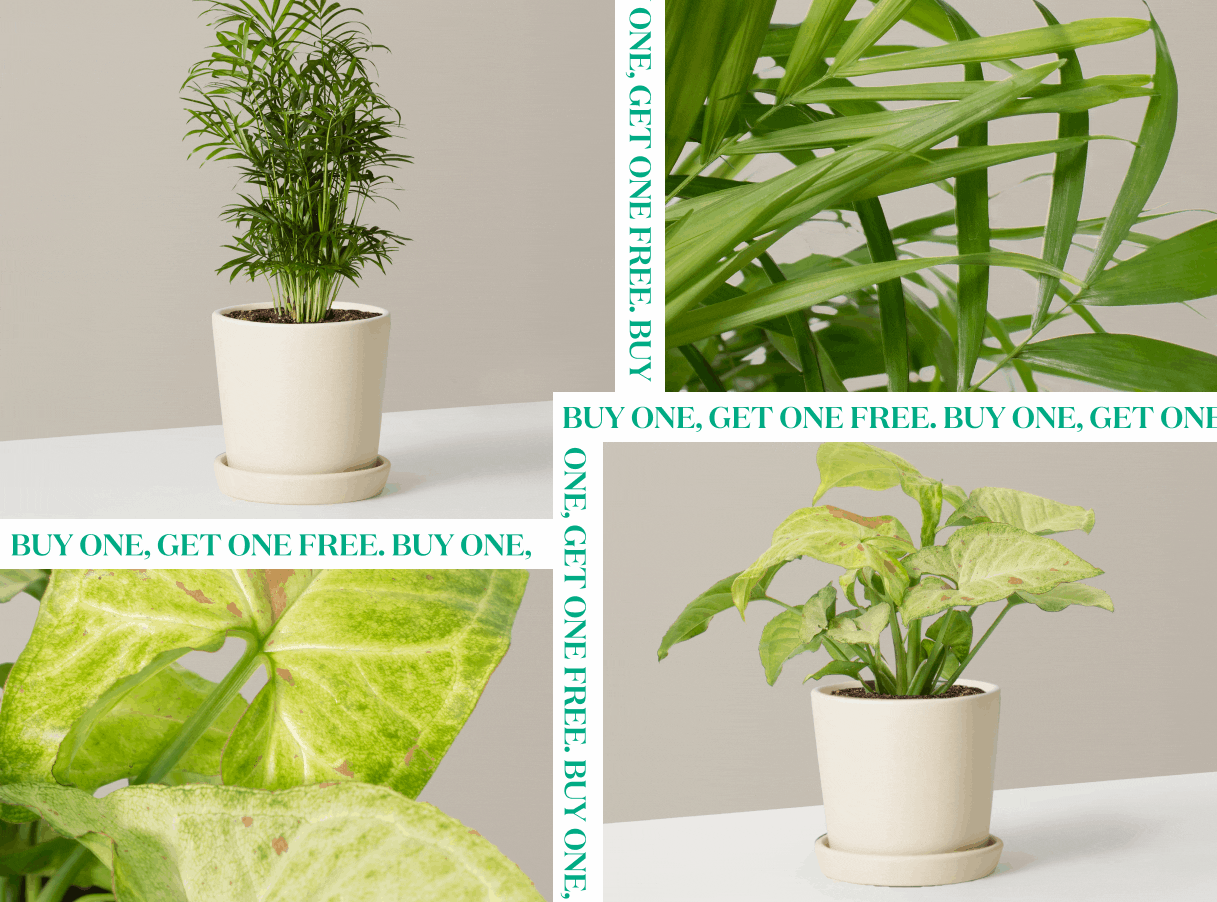 Buy a Plant, Get a FREE Planter!