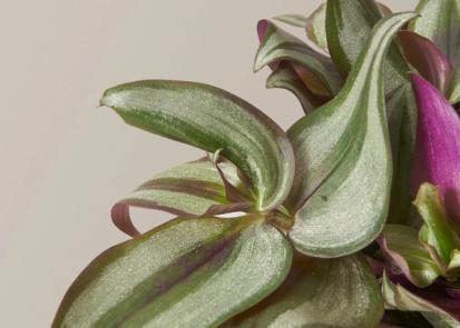 How to Care for a Tradescantia from Plants 101