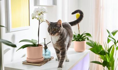 The Best Pet-Safe Plants to Gift this Spring from Ask The Sill
